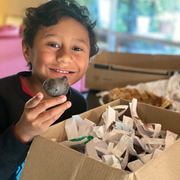 Grape wattle seed kombu